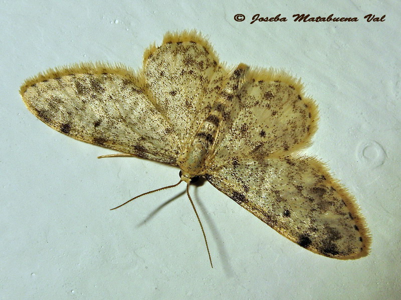 Idaea joannisiata - Geometridae